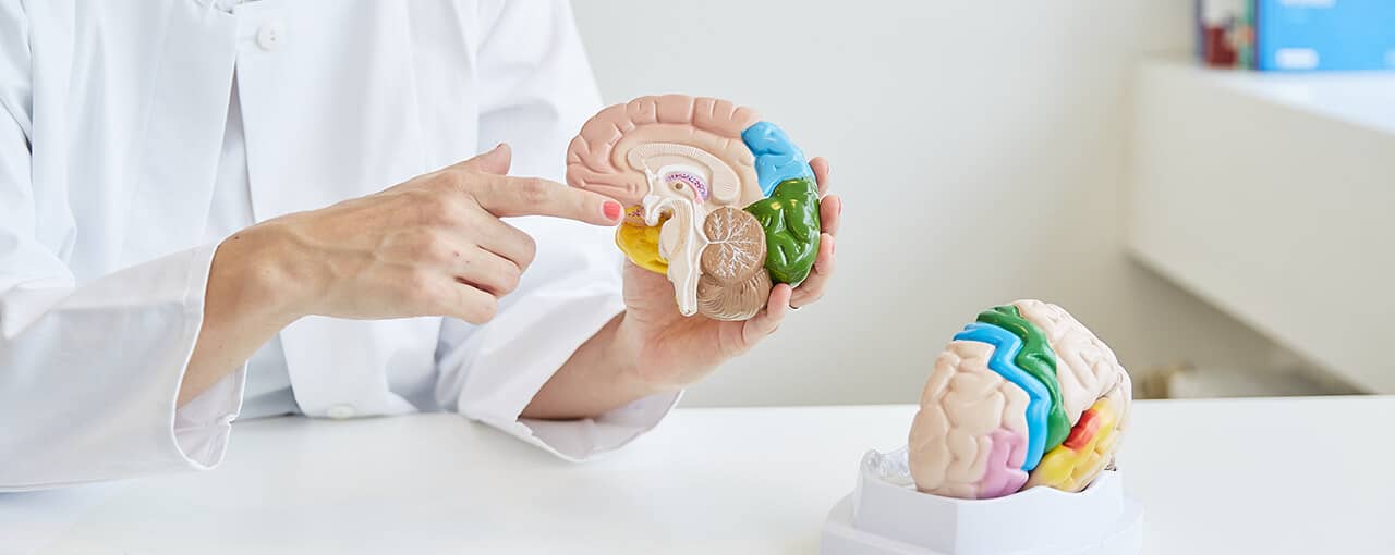 Modell eines Gehirns zur Krankheitserklärung von Polyneuropathie.